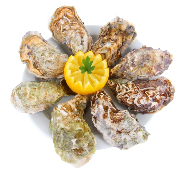 Oesters geïsoleerd op wit — Stockfoto