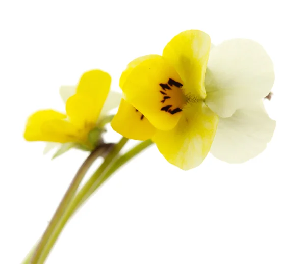 Little wild pansies, isolated on white — Stock Photo, Image