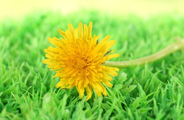 Dandelion flowers on grass close-up — Stock Photo, Image