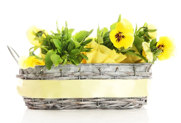 Beautiful pansies in basket isolated on white — Stock Photo, Image