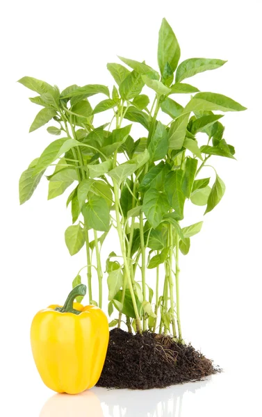 Pepper seedlings isolated on white — Stock Photo, Image