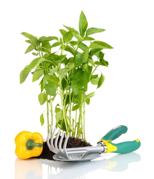 Pepper seedlings with garden tools isolated on white — Stock Photo, Image