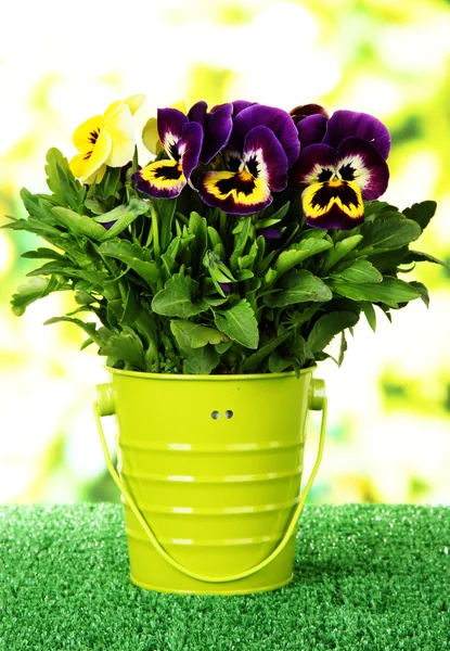 Beautiful pansies flowers on grass on bright background — Stock Photo, Image