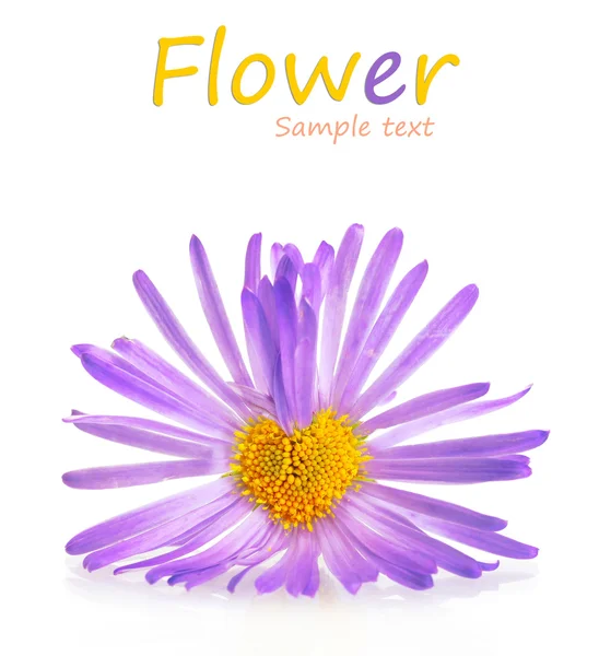 Beautiful purple flower isolated on white — Stock Photo, Image