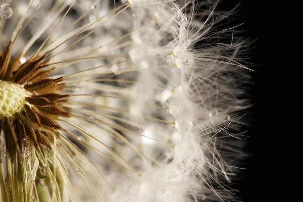 Beautiful dandelion with seeds on black background — Stock Photo, Image