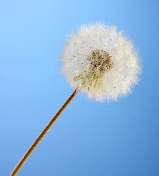 Hermoso diente de león con semillas sobre fondo azul — Foto de Stock