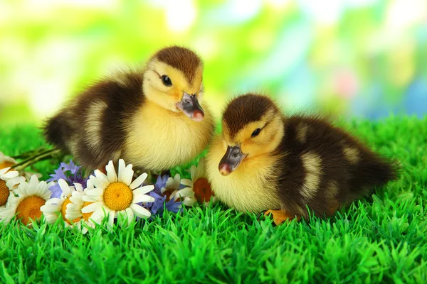 Cute ducklings on green grass, on bright background — Stock Photo, Image