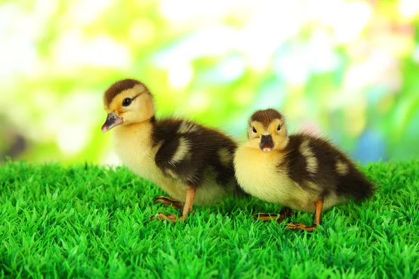 Schattige eendjes op groen gras, op lichte achtergrond — Stockfoto