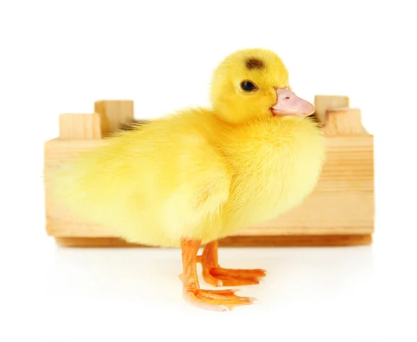 Cute duckling, isolated on white — Stockfoto