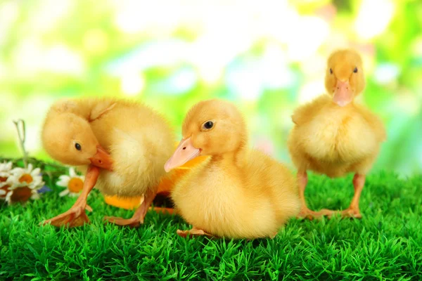 Lindos patitos con tazón para beber sobre hierba verde, sobre fondo brillante —  Fotos de Stock