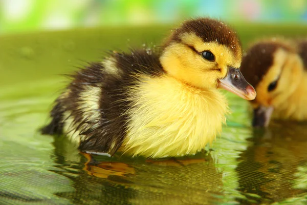 Cute ducklings swimming, on bright background — Stock Photo, Image