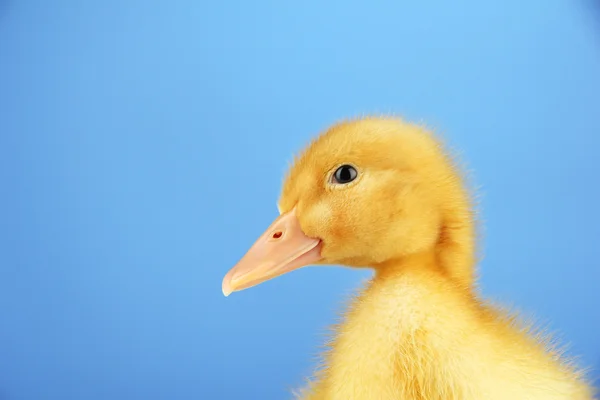 Mavi arka plan üzerinde sevimli ördek yavrusu — Stok fotoğraf