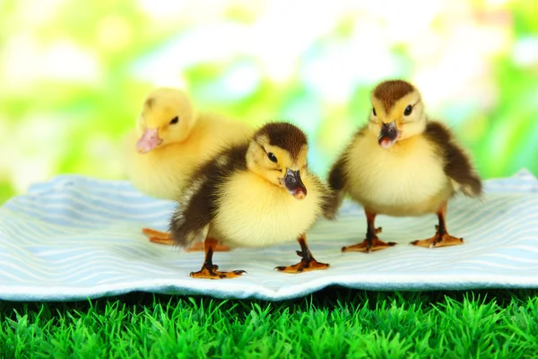 Cute ducklings on fabric, on green grass, on bright background — Stock Photo, Image