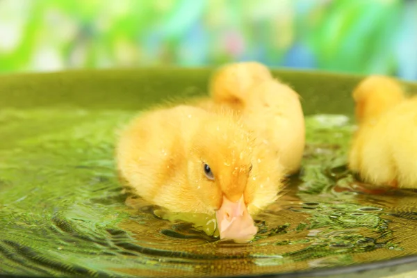 Niedliche Entchen schwimmen, auf hellem Hintergrund — Stockfoto