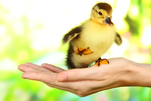 Hand with cute duckling, on bright background