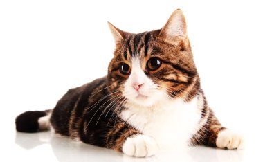 kedi beyazı izole etti