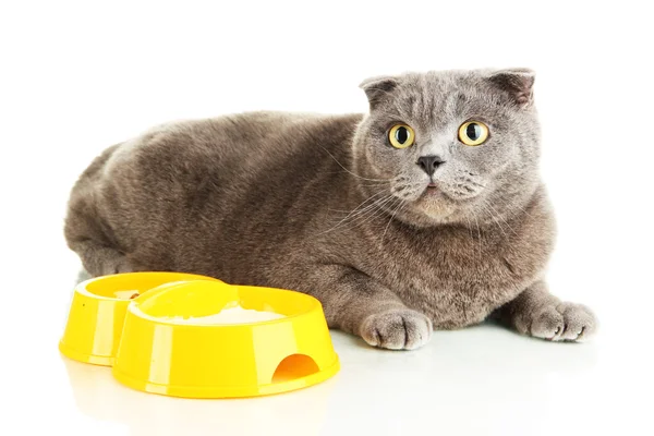 Gato com alimento isolado em branco — Fotografia de Stock