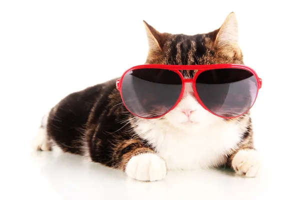 Katze mit Brille isoliert auf weiß — Stockfoto