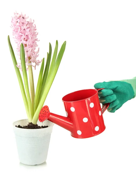 Belo jacinto na mão do vaso e do jardineiro (foto conceitual floração cuidado), isolado em branco — Fotografia de Stock