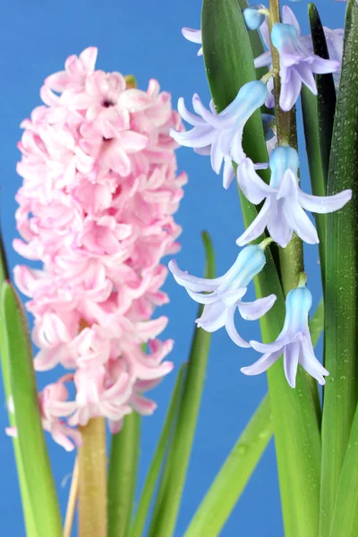 Schöne Hyazinthen, auf farbigem Hintergrund — Stockfoto