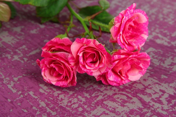 美丽的粉红色玫瑰特写，颜色背景上 — 图库照片