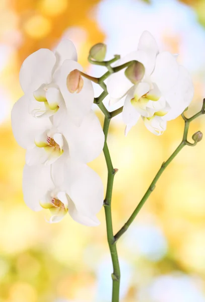 Szelíd gyönyörű orchidea a természetes háttér — Stock Fotó