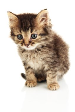 küçük kedi üzerinde beyaz izole