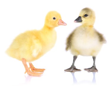 beyaz izole küçük ördek yavrusu