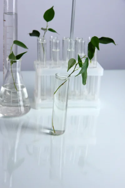 Test tubes with plant on gray background — Stock Photo, Image