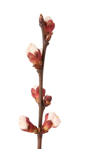 아름 다운 살구 꽃 흰색 절연 — 스톡 사진