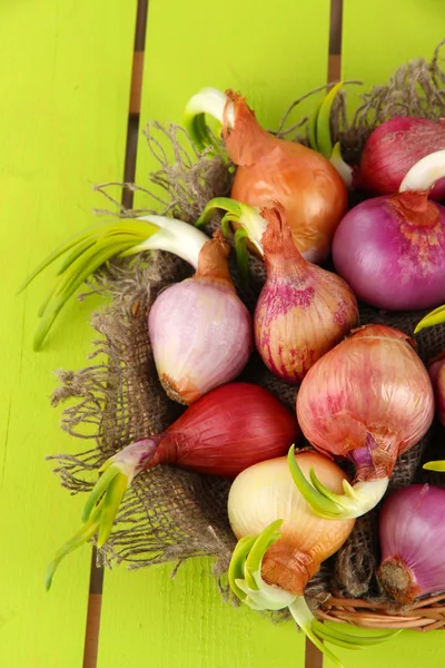 Sprouting onions in basket on wooden table — Stock Photo, Image