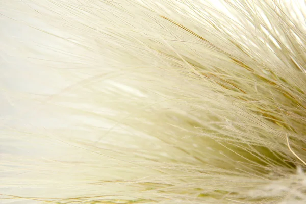 Feather Grass or Needle Grass, Nassella tenuissima, close up — Stock Photo, Image