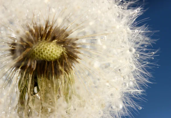 Schöner Löwenzahn mit Samen auf blauem Hintergrund — Stockfoto