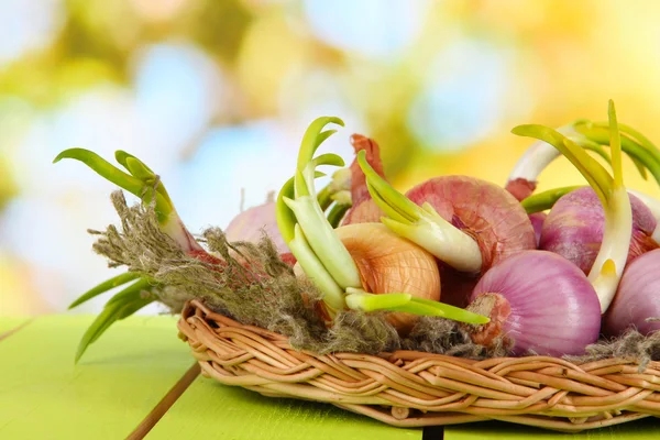 Sepette doğa arka plan üzerinde filizlenen soğan — Stok fotoğraf