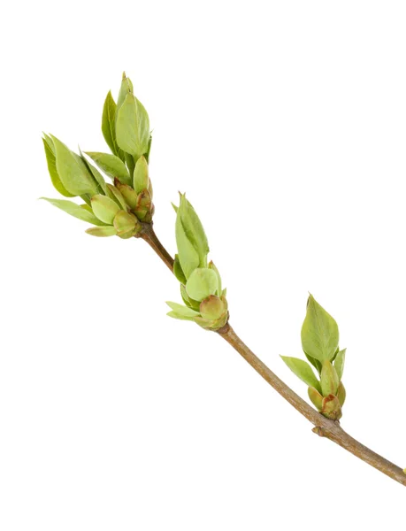 Blossoming buds on tree isolated on white — Stock Photo, Image