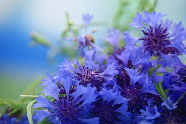 Beautiful bouquet of cornflowers on blue background — Stock Photo, Image