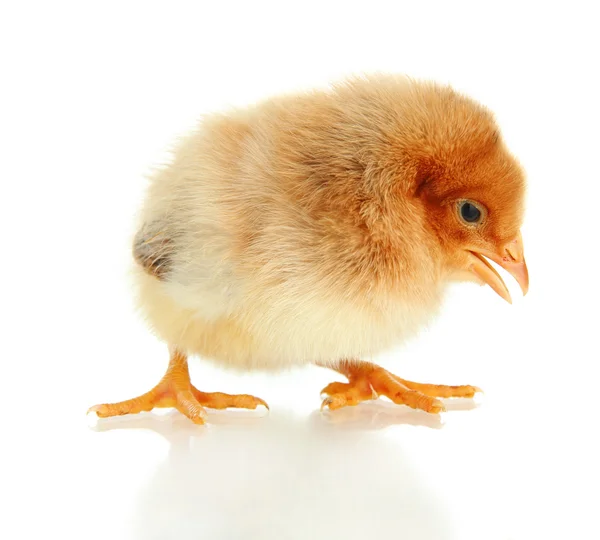 Küçük tavuk beyazda izole edilmiş — Stok fotoğraf