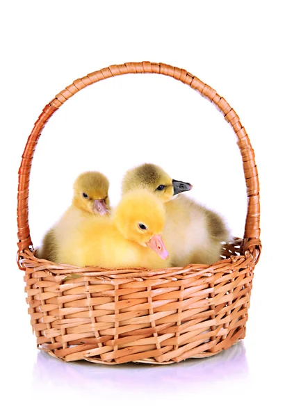 Little ducklings in wicker basket isolated on white — Stock Photo, Image