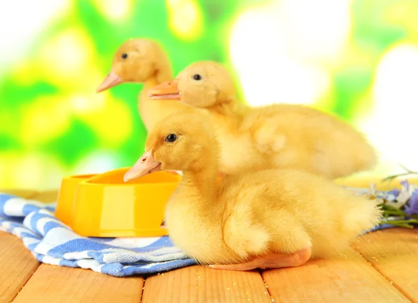 Cute ducklings on bright background — Stock Photo, Image