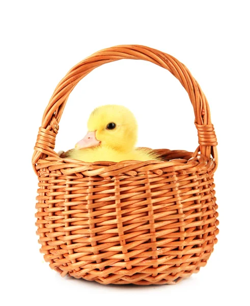 可爱小鸭在柳条篮子里，在白色隔离 — 图库照片
