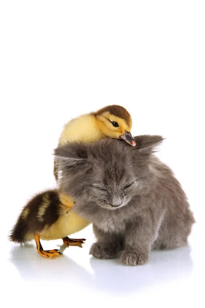 Gatinho pequeno e patinhos isolados em branco — Fotografia de Stock