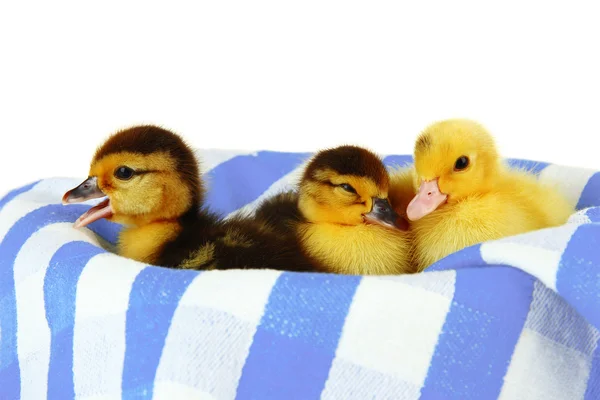 Patos bonitos em tecido colorido, isolados em branco — Fotografia de Stock