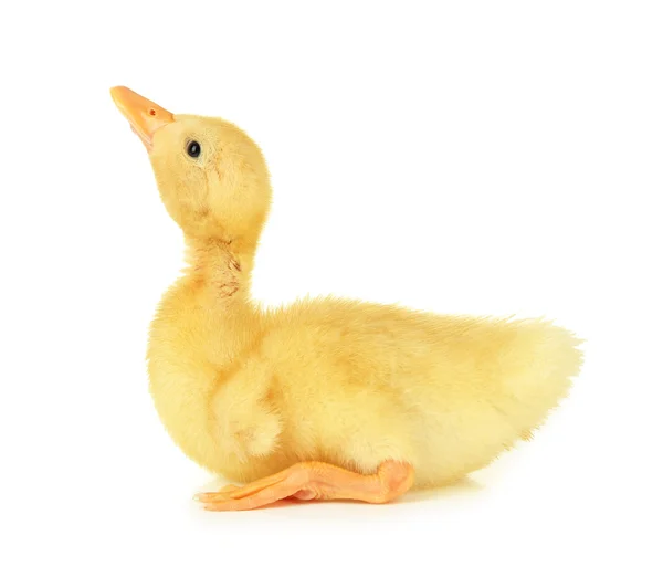 Cute duckling, isolated on white — Stock Photo, Image