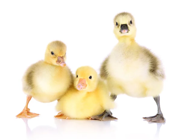Little ducklings isolated on white — Stock Photo, Image