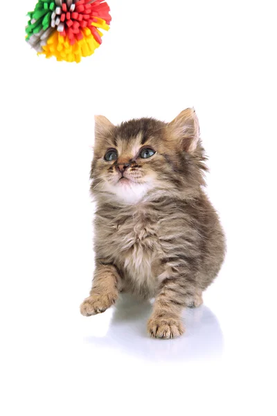 Small kitten play with toy isolated on white — Stock Photo, Image