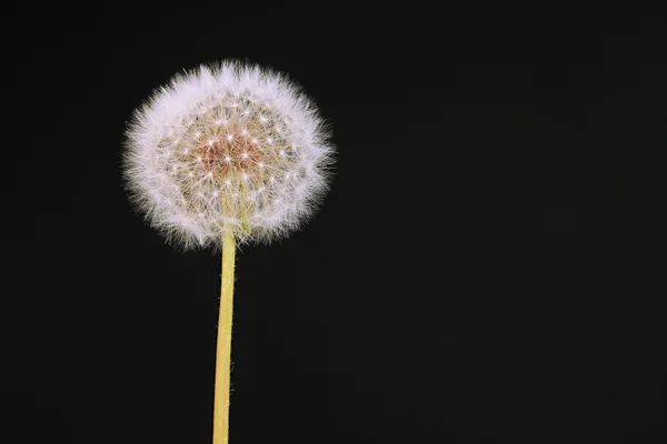 Paardebloem op zwarte achtergrond — Stockfoto