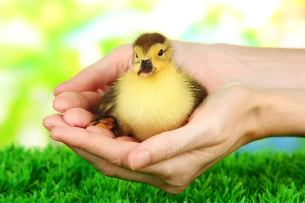 Hand with cute duckling, on bright background — Stock Photo, Image