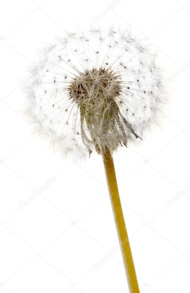 Beautiful dandelion with seeds, isolated on white