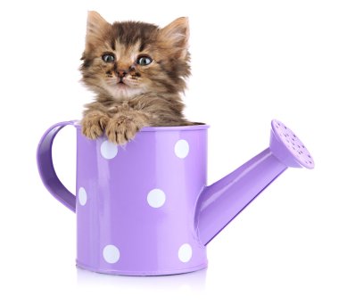 Sulama üzerine beyaz izole olabilir oturan küçük yavru kedi