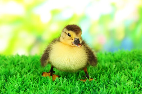 Niedliches Entlein auf grünem Gras, auf hellem Hintergrund — Stockfoto